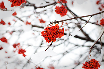 Winter, Nature, Snow, Berries, Rowan HD wallpaper