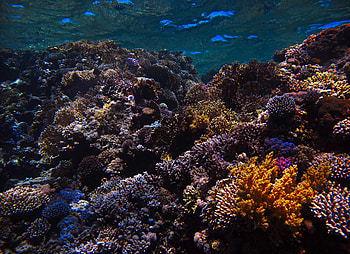 Nature, Water, Coral, Underwater World, Nautical, Maritime, Reef HD wallpaper