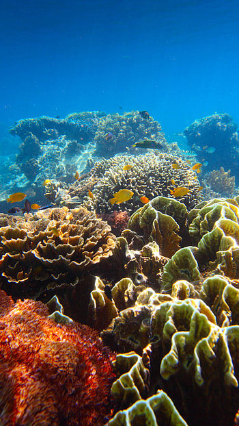 Coral animal kingdom, Underwater fascination, Diverse marine species, Undersea marvels HD phone wallpaper