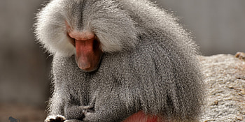 Baboon monkey , Captivating shot, Primate beauty, Kde store HD wallpaper