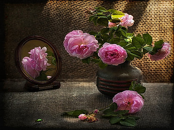 Roses, mirror, shadow, ceramic, vase, beauty, dark, still life, background, pink, light, petals, nature, flowers HD wallpaper