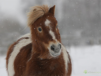 Great lol :), horses HD wallpaper