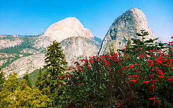 Yosemite National Park from John Muir Trail, california, usa, wildflowers, trees, landscape, flowers HD wallpaper
