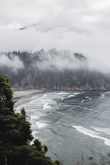 Nature, Trees, Sea, Bush, Fog HD phone wallpaper