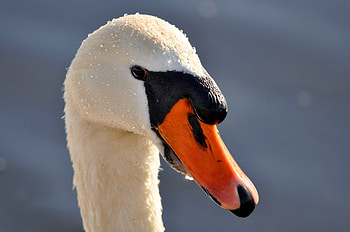 Close up, drops, swan, muzzle HD wallpaper