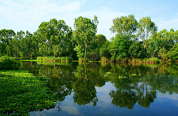 Nature, Rivers, Trees, Summer, Reflection HD wallpaper