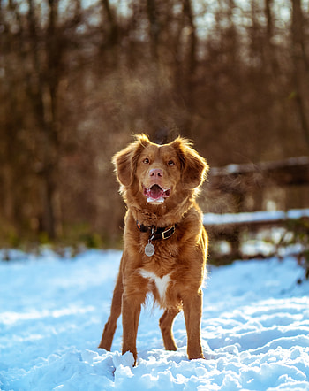Dog, winter, outdoor HD phone wallpaper