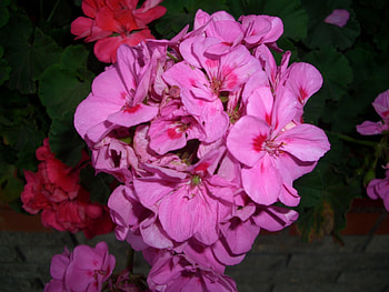 Plants, Flowers, Violet HD wallpaper