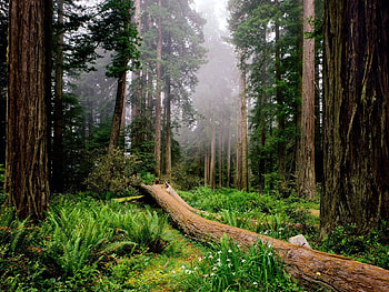 Nature, Trees, Fern, Forest, Fog HD wallpaper