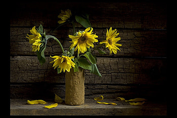 still life, bouquet, graphy, vase, beautiful, nice, old, sunflowers, flower, cool, flowers, , harmony HD wallpaper