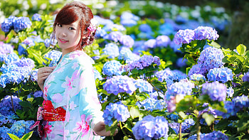 Japanese girl, Purple flowers, Garden scenery, Traditional elegance HD wallpaper