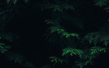 Tree Leaf Green Pattern Nature Dark, Nature Dark Abstract HD wallpaper