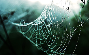 Wet spider web and stock HD wallpaper