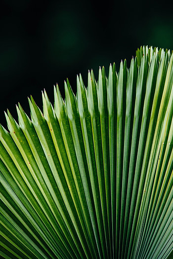 Flowers, Leaves, Plant, Surface HD phone wallpaper