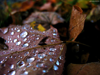 Droplets on Leaf, drops, leaf, brown, nature HD wallpaper