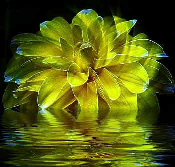 Flower ripples, mirrored, petals, yellow, flower, ripples, water HD wallpaper