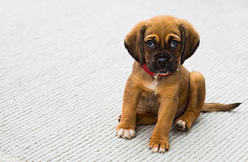 Cute puppy with a red collar sitting on a light carpet indoors. HD wallpaper