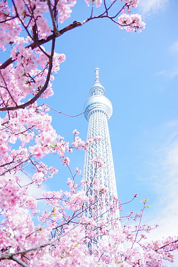 A scenic view of cherry blossoms framing the Tokyo Skytree against a bright blue sky in spring. HD phone wallpaper