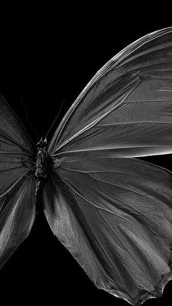 Black Colour, Butterfly, Black Butterfly HD phone wallpaper