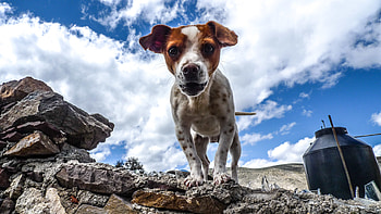 Animals, Stones, Dog, Spotted, Spotty, Puppy HD wallpaper