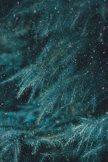 Nature, Needle, Snow, Branch, Fir, Spruce HD phone wallpaper