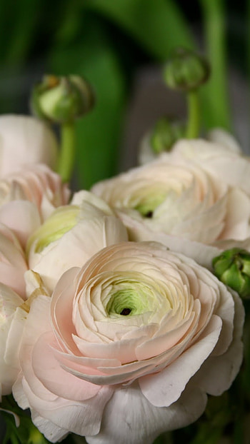 Ranunculus, Light Pink Flower HD phone wallpaper