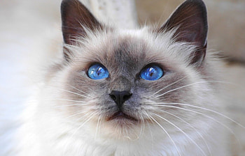 Blue-eyed cat, Birman breed, Cat , Cat s HD wallpaper