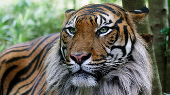 Animals, Tigers HD wallpaper