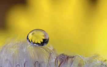 Reflection, Flower, Macro, Drop HD wallpaper