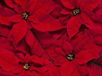 Plants, Flowers HD wallpaper