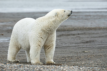 Shoreline polar bear, USFWS sighting, Lisa Hupp, Alaska wildlife HD wallpaper