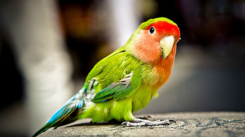 Orange Green Blue Parrot Bird Is Standing On Stone In Blur Background Birds HD wallpaper