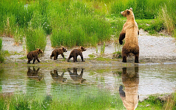 Animals, Grass, Bears, Lake, Young, Family, Care, Hunt, Hunting, Cubs HD wallpaper