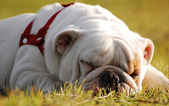 Dog, animal, puppy, friend, sleep HD wallpaper