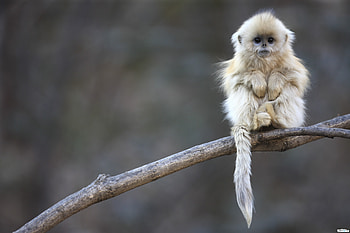 Animals, Monkeys HD wallpaper