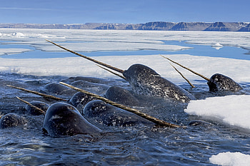 Adorable narwhal, Charming character, Whimsical delight, Cute illustration HD wallpaper
