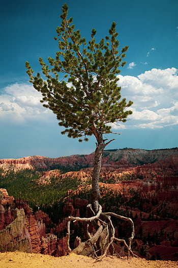A solitary pine tree stands resiliently against the stunning backdrop of Bryce Canyon's red rock formations. HD phone wallpaper