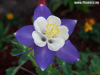 Columbie_Purple_Blue Flower, purple, white, very pretty flower, yellow HD wallpaper
