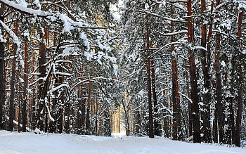 Landscape, Winter, Trees HD wallpaper