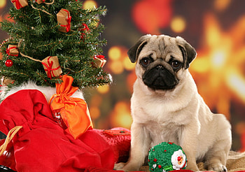 Waiting my gifts, dog, puppy, holiday, christmas, gift, tree HD wallpaper