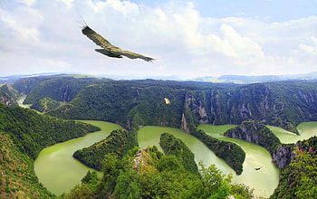 Griffon floats in the sky above the river canyon Uvats, Serbia, uvats, river, serbia, canyon HD wallpaper