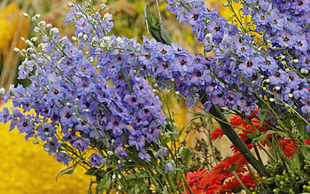 Plants, Flowers HD wallpaper