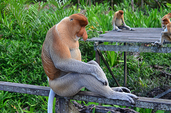 Animals, Monkeys, Sit, Nipple, Nosach HD wallpaper