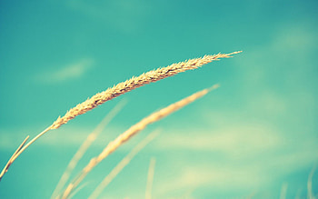 Grass, Macro, Against The Sky HD wallpaper