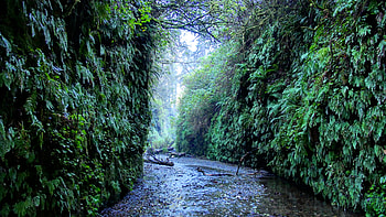 Prairie Creek Redwood State Park, prairie, creek, state, redwood, park HD wallpaper