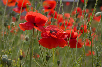 Poppies in the field, poppies, graphy, pretty, field, red, , U, beauty, green HD wallpaper