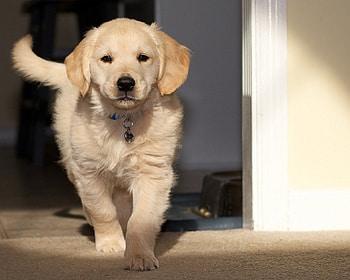 Honey! I came back :), sweet, pay, dogs, puppies, cute, beautiful, beauty, playful, playful dog, puppy, dog face, pretty, animals, face, bubbles, lovely HD wallpaper