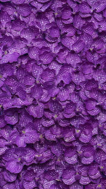 Purple Color, Flowers HD phone wallpaper