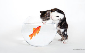 Funny, Animals, Cats, Fishes HD wallpaper