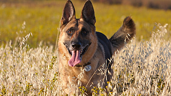 German Shepherd, Playful expression, Tongue out, Adorable pet HD wallpaper